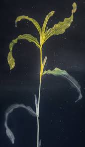 Attēlu rezultāti vaicājumam “Potamogeton praelongus”