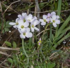 Attēlu rezultāti vaicājumam “Cardamine pratensis leaf”
