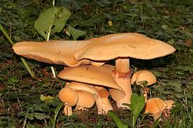 Attēlu rezultāti vaicājumam “Phaeolepiota aurea”