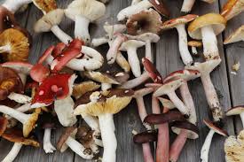 Attēlu rezultāti vaicājumam “Russulales”