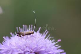 Attēlu rezultāti vaicājumam “Nemophora metallica”