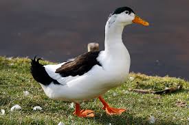 Attēlu rezultāti vaicājumam “Anas platyrhynchos”