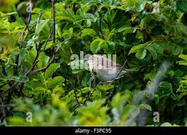 Attēlu rezultāti vaicājumam “Sylvia borin adult”