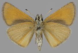 Attēlu rezultāti vaicājumam “Thymelicus lineola female”