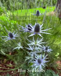 Attēlu rezultāti vaicājumam “Eryngium planum flower”