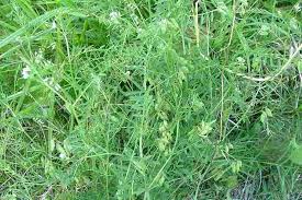 Attēlu rezultāti vaicājumam “Vicia hirsuta fruit”