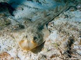 Image result for Pseudobatos lentiginosus