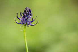 Attēlu rezultāti vaicājumam “Phyteuma spicatum”