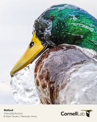 Attēlu rezultāti vaicājumam “Anas platyrhynchos”