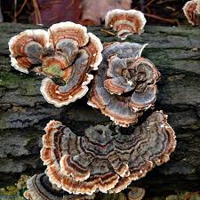 Attēlu rezultāti vaicājumam “Trametes versicolor”