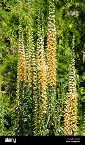 Image result for Digitalis ferruginea
