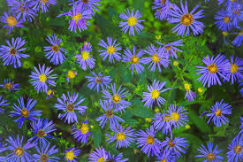 Image result for Aster amellus
