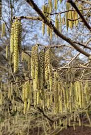 Attēlu rezultāti vaicājumam “Corylus colurna”