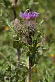 Attēlu rezultāti vaicājumam “Cirsium x rigens”