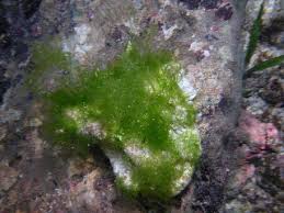 Attēlu rezultāti vaicājumam “Enteromorpha sp.”