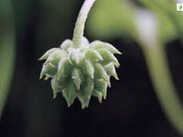 Attēlu rezultāti vaicājumam “Anemone nemorosa bud”