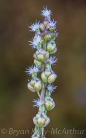 Attēlu rezultāti vaicājumam “Triglochin palustre fruit”