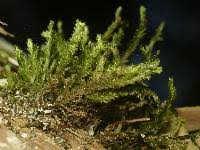 Attēlu rezultāti vaicājumam “Neckera pennata”