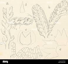 Attēlu rezultāti vaicājumam “Harpanthus scutatus”