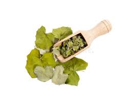 Attēlu rezultāti vaicājumam “Tussilago farfara fruit”