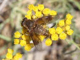 Attēlu rezultāti vaicājumam “Xanthogramma sp. male”