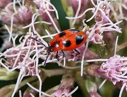 Attēlu rezultāti vaicājumam “Endomychus coccineus”