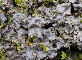 Attēlu rezultāti vaicājumam “Leptogium saturninum”