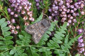 Attēlu rezultāti vaicājumam “Tholera cespitis”