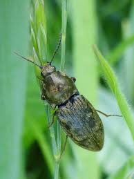 Attēlu rezultāti vaicājumam “Prosternon tessellatum”