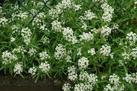 Attēlu rezultāti vaicājumam “Lobularia maritima”