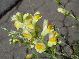 Attēlu rezultāti vaicājumam “Linaria vulgaris bud”