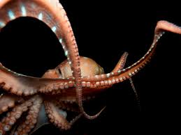 Image result for Octopus vulgaris