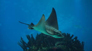 Image result for Aetomylaeus bovinus