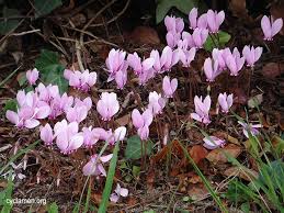 Attēlu rezultāti vaicājumam “Cyclamen hederifolium”