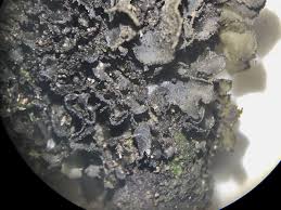 Attēlu rezultāti vaicājumam “Collema flaccidum”