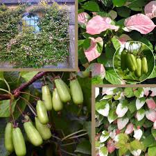 Attēlu rezultāti vaicājumam “Actinidia kolomikta”