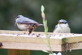 Attēlu rezultāti vaicājumam “Sitta europaea male”