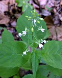 Attēlu rezultāti vaicājumam “Circaea lutetiana”