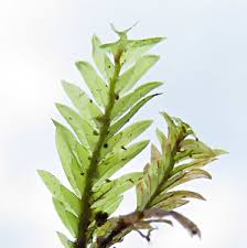 Attēlu rezultāti vaicājumam “Fissidens arnoldii sporophyte”