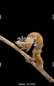 Attēlu rezultāti vaicājumam “Selenia dentaria larva”