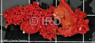 Attēlu rezultāti vaicājumam “Spongia”