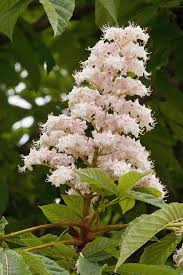 Attēlu rezultāti vaicājumam “Aesculus hippocastanum flower”
