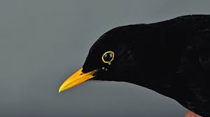 Attēlu rezultāti vaicājumam “Turdus merula male”