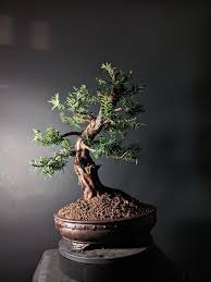 Attēlu rezultāti vaicājumam “Taxus baccata”