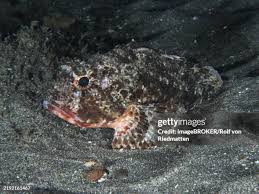 Image result for Scorpaena porcus