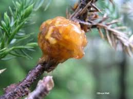 Attēlu rezultāti vaicājumam “Gymnosporangium sp.”