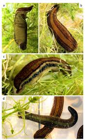 Attēlu rezultāti vaicājumam “Hirudinea”