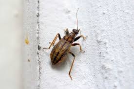 Attēlu rezultāti vaicājumam “Nabidae”