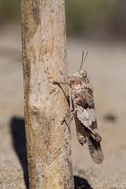 Attēlu rezultāti vaicājumam “Oedipoda caerulescens”