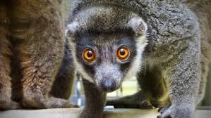 lemur ile ilgili görsel sonucu